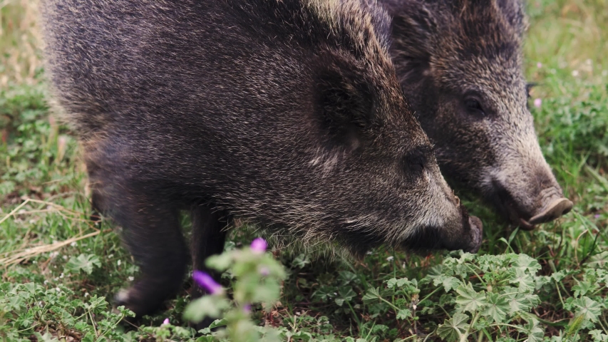 Wild Boar Fighting Stock Video Footage - 4K and HD Video Clips ...