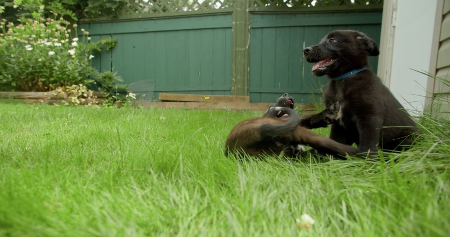 Two Puppies Play Fighting In Stock Footage Video 100 Royalty