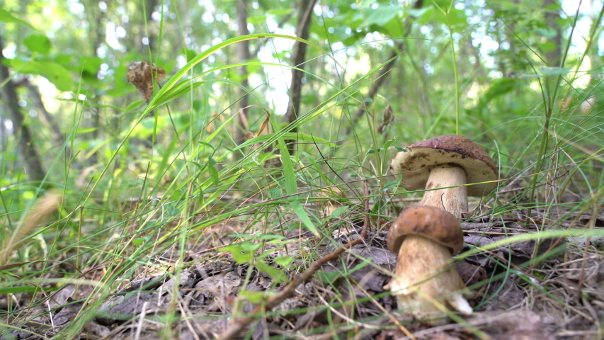 Mushrooms growing in the woods image - Free stock photo - Public Domain ...