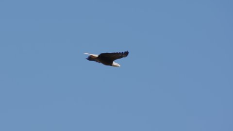 An American Bald Eagle Flies Isolated In A Bright Blue Sky National Symbol Of Patriotic Freedom For The United States Of America