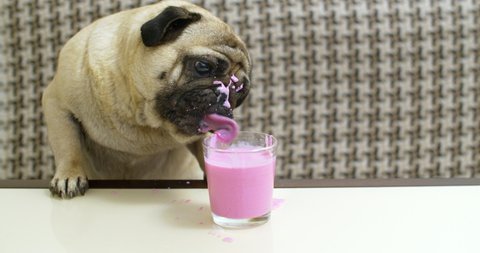 Dog Fucked Tiny Girl Anime - Fun pug dog drinking fruit, berry smoothie. slow motion. first time trying  smoothie, milkshake, cocktail drinks. funny lapping tongue. very messy,  dirty face, splash all around