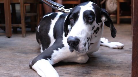 Great Dane White And Black Dog With Different Eyes Colour Blue And Brown Laying Down 4k Footage