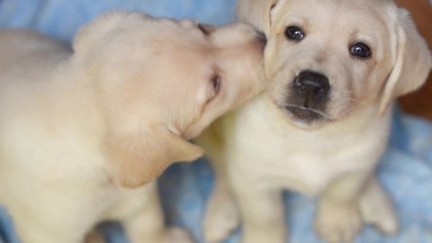 2 Labrador Puppies Stock Video Footage 4k And Hd Video