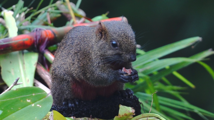 Squirrel image - Free stock photo - Public Domain photo - CC0 Images