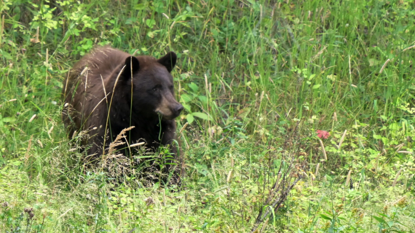 Brown Bear in Yellowstone National Park, Wyoming image - Free stock ...