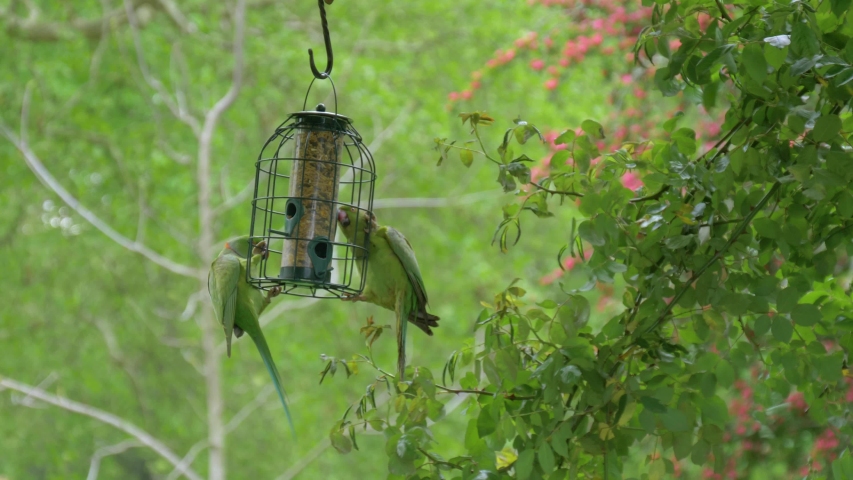A Green Parrot Eats Seeds And Feed From A Feeder In A Public Park