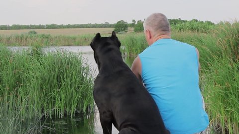 1000 Cane Corso Stock Video Clips And Footage Royalty Free