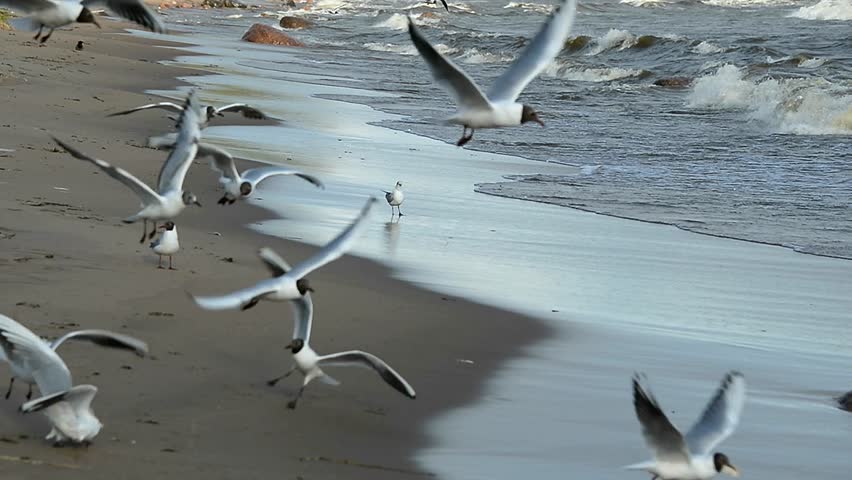 Image result for seagulls flying around the shore