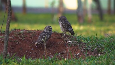 Owl Stock Video Footage 4k And Hd Video Clips Shutterstock