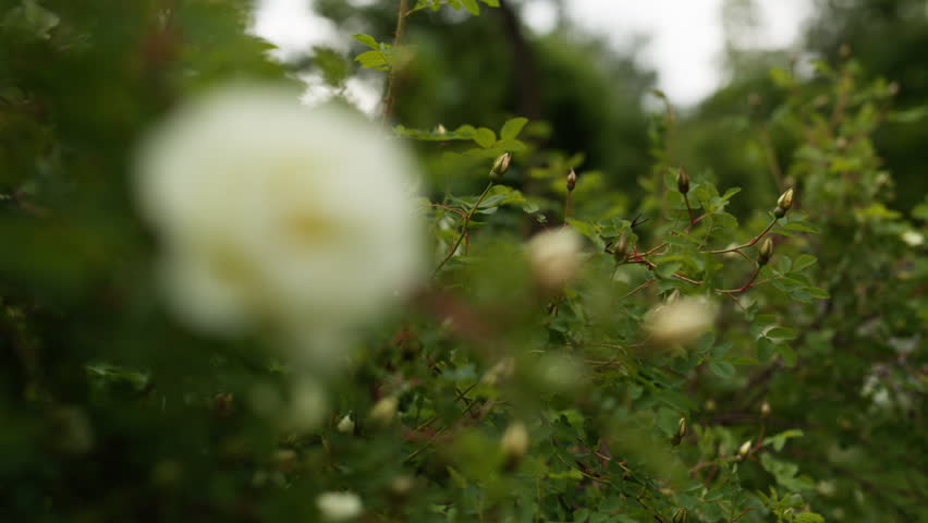 White Briar Rose Flowers In Early Summer, Prores Footage Stock Footage 