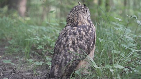 Owl Stock Video Footage 4k And Hd Video Clips Shutterstock