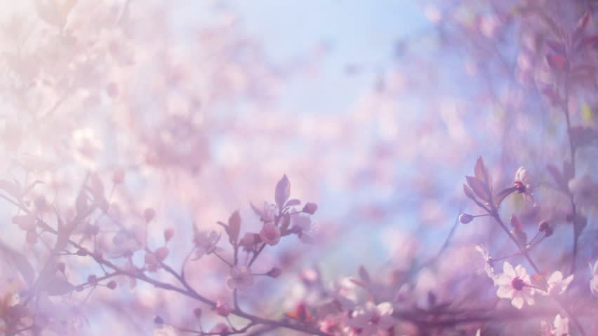 chery-blossom-stock-footage-video-shutterstock