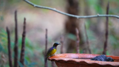 Orange Breasted Sun Bird Stock Video Footage 4k And Hd Video