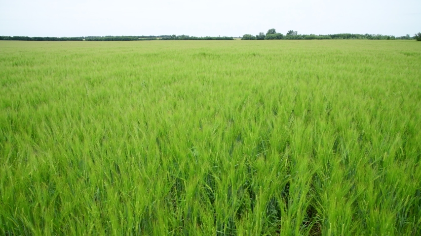 Rye Fields in Russia image - Free stock photo - Public Domain photo ...