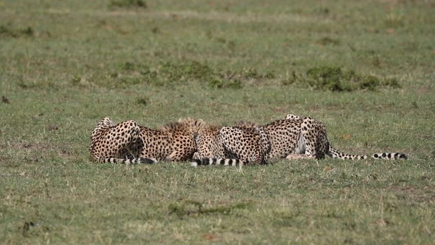 cheetah-feeding-on-prey-image-free-stock-photo-public-domain-photo