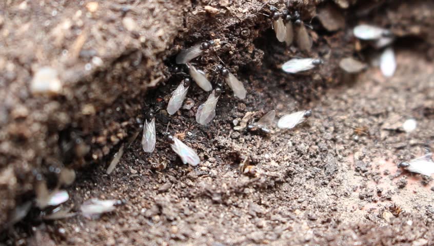 Time Lapse - Termite Making Their Route Or Mud Tunnel (Tube Of ...