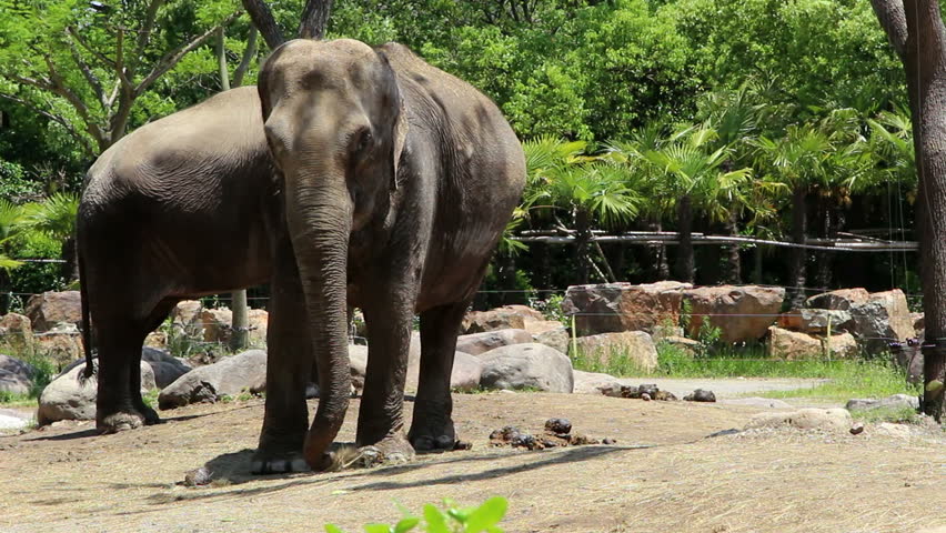 Stock Video Clip of Asian elephants in wild animal park | Shutterstock