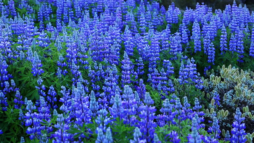 Blue And Yellow Summer Flowers In Tall Gr Stock Footage Video Beautiful Field Of Wildflowers Vibrant Lupines Ing In The Wind Planet Earth