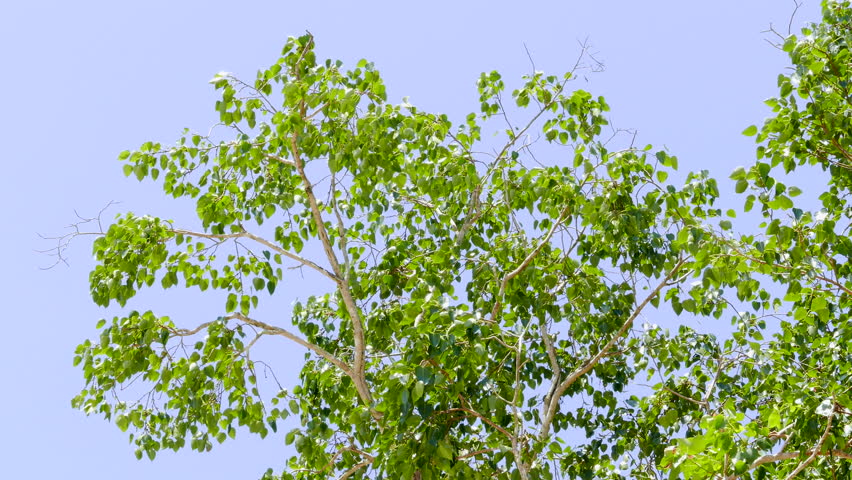 be not blown about as a leaf on the wind be not blown about as a leaf on the wind