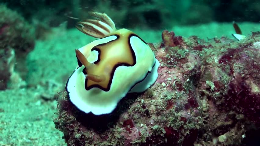 Sea Slug Stock Footage Video | Shutterstock