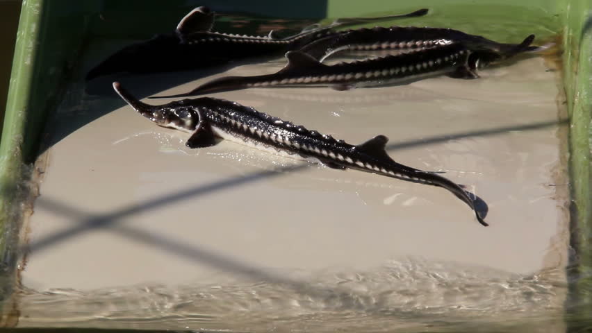 Header of Acipenser stellatus