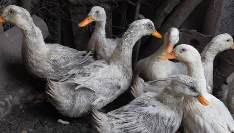 утки грязный двор. грязная утка. курица белая милая. поза утки. мокрая утка.