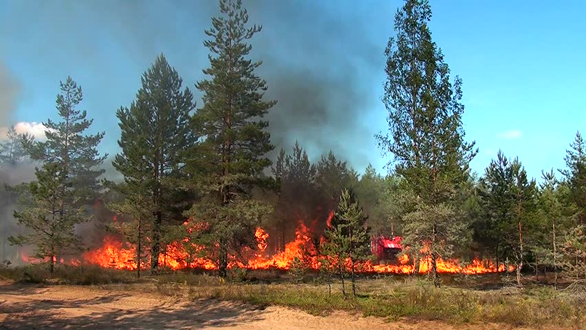 Forest Fire In California, Wind Strongly Blows. Trouble In Nature. Fire ...