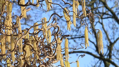 Twisted Hazel Tree Stock Video Footage 4k And Hd Clips Hazel Tree Cork Bush Allergenic Plant Spring