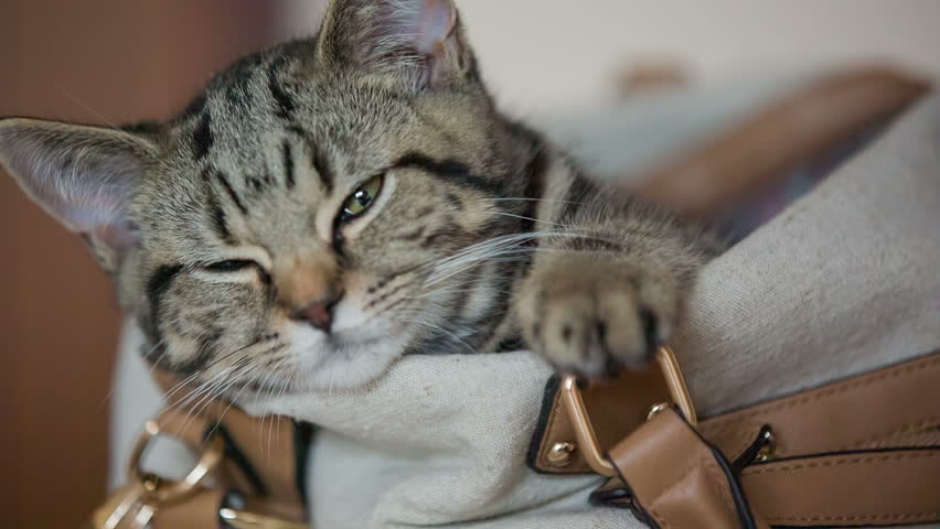 Image result for cats inside purses