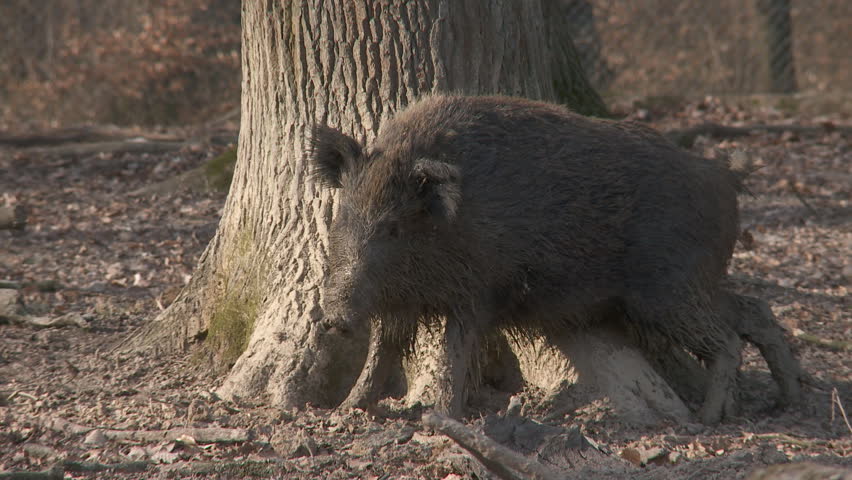 Baby Wild Hog Digging In The Park Stock Footage Video 1668385 ...