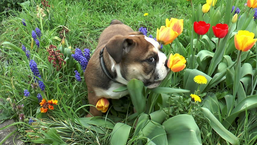 English Bulldog Puppy Playing in Stock Footage Video (100% Royalty-free