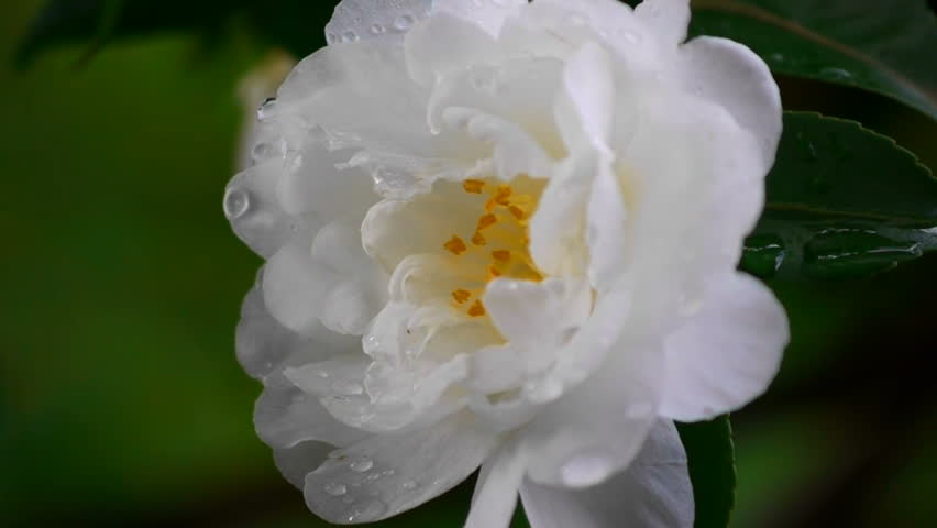 Header of Camellia