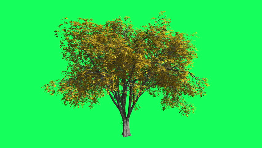 Header of American elm