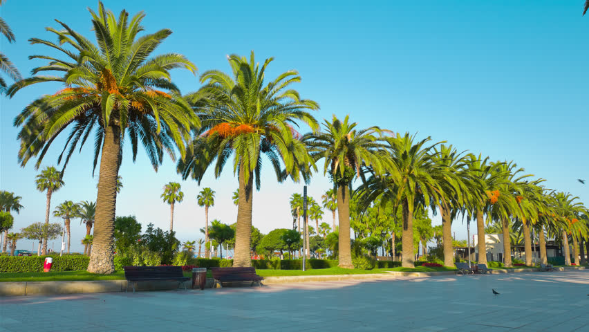 Beautiful Palm Trees 4k, Salou, Stock Footage Video (100% Royalty-free ...