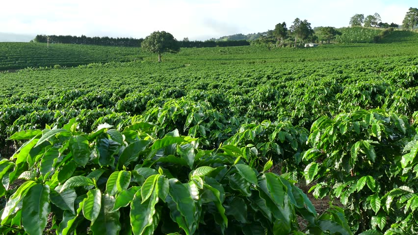 Coffee Plantation Stock Footage Video | Shutterstock