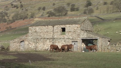 Small Herd Of Cattle Feed Stock Footage Video 100 Royalty Free