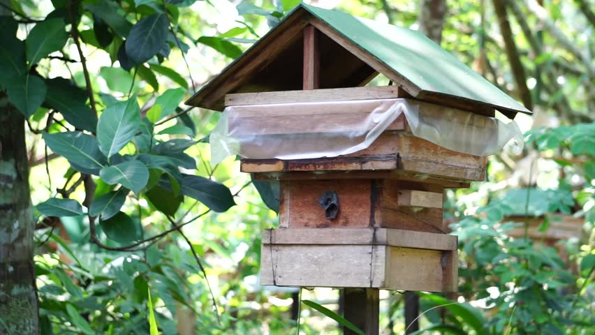Stingless Bees House Farm In Stock Footage Video 100 Royalty