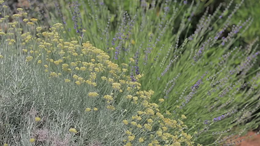 Header of immortelle