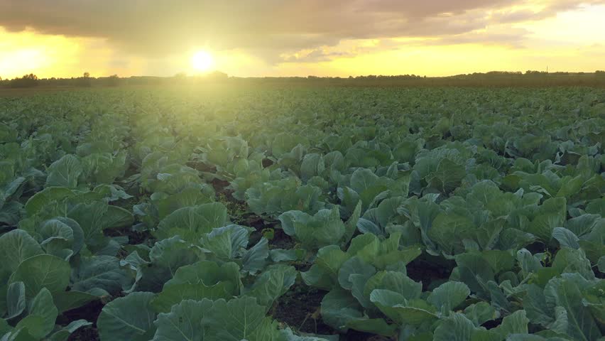Header of collard