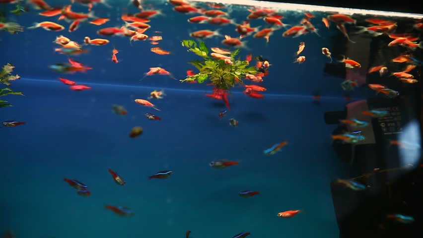 Download 460 Koleksi Background Grass Aquarium Gratis