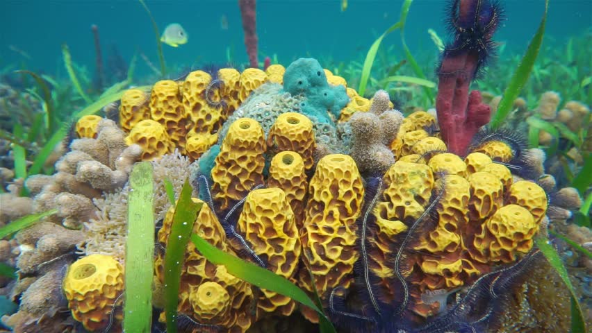 Stock video of close up of colorful marine life | 12221789 | Shutterstock