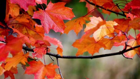 Autumn Trees Leaves Over Blurred Background Stock Footage Video (100%  Royalty-free) 12304859 | Shutterstock