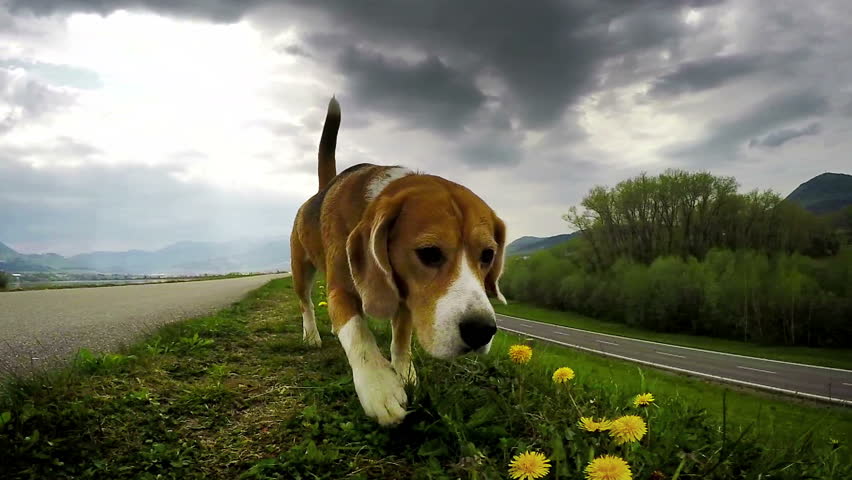 beagle sniffing walk