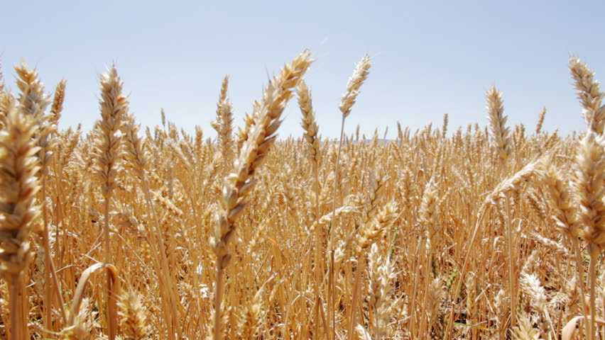 Stock Video Clip of Wheat fields waving at wind in the | Shutterstock