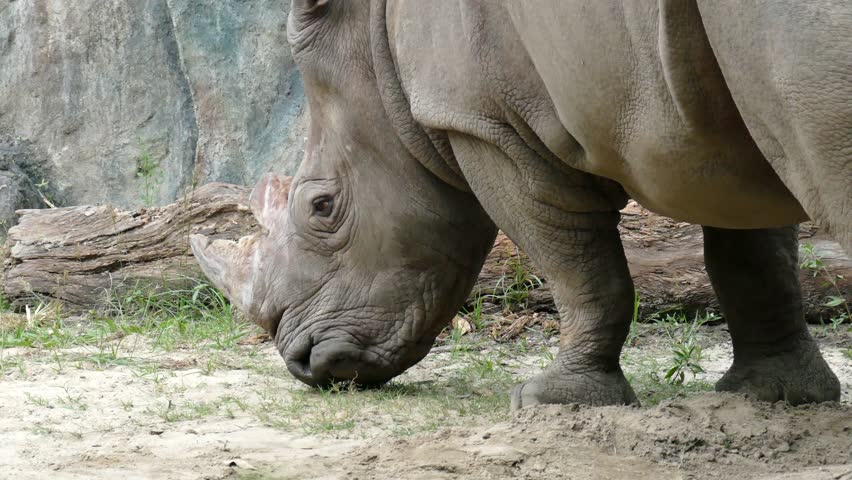 Rhino Lying Down Aerial View Stock Footage Video 11705315 | Shutterstock