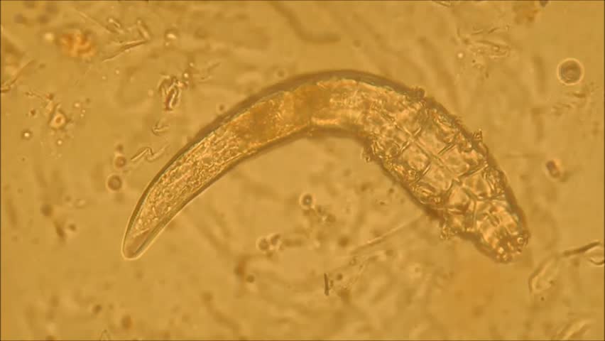  Blefaritis bilateral - Histopatovet.com