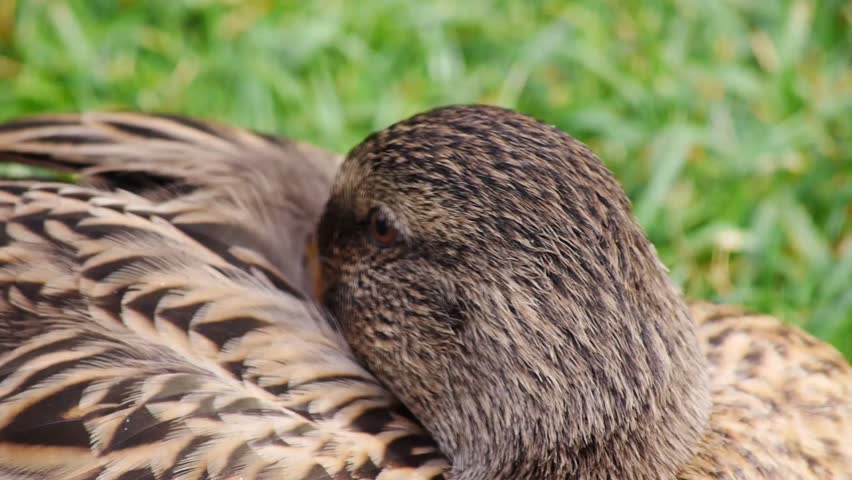 Header of quack