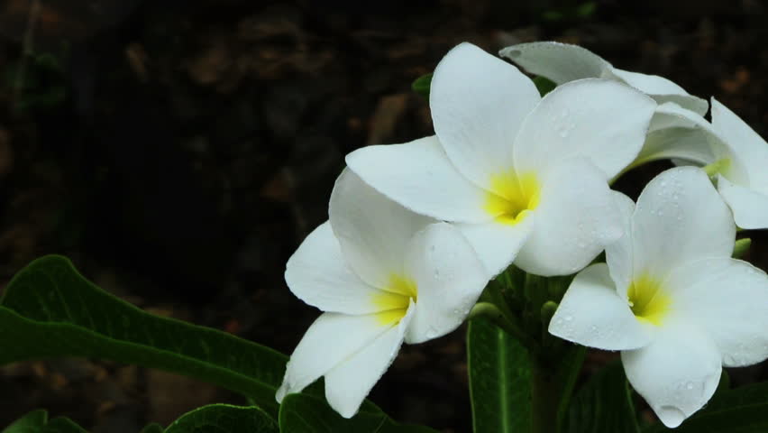 Time Lapse Of White Jasmine Flower Blooming On Black Background White Plumeria Flowers On Black Background Hd Stock Video Clip