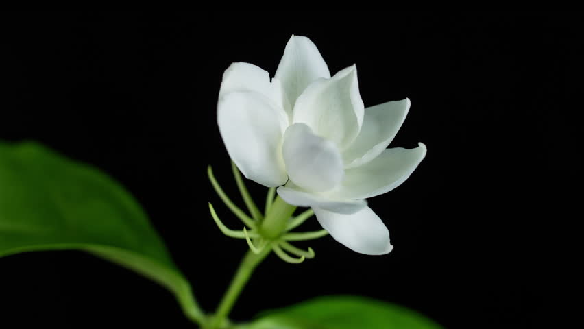 Time Lapse Of White Jasmine Flowers Blooming On Black Background Time Lapse Of White Jasmine Flower Blooming On Black Background 4k Stock Footage Clip