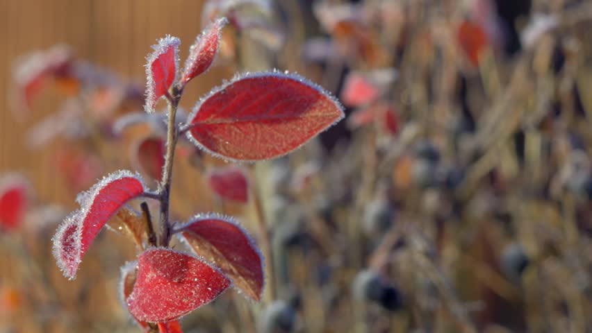 Header of cotoneaster